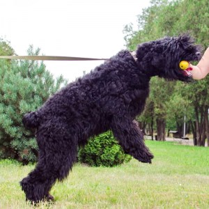 Цельнолитой жесткий резиновый мяч ø7 см для черного терьера «Funny Dog»